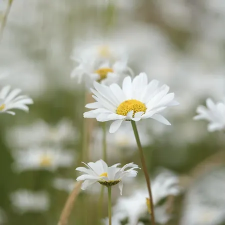 Stunning In With 4 Bedrooms And Wifi Hébergement de vacances Knebel